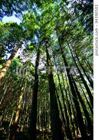 Kasugayama Primeval Forest Giant Tree Forest Kasugayama Primeval Forest Giant Tree Forest 94390503