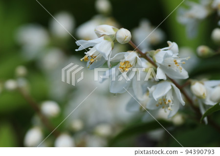 細長的杜鵑花,初夏開出美麗的白花 細長的杜鵑花,初夏開出美麗的白花 94390793