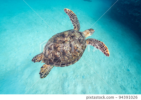 海龜 94391026