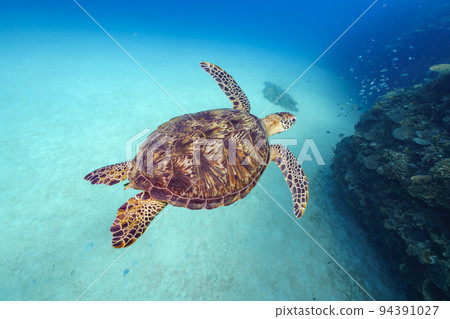 海龜 海龜 94391027