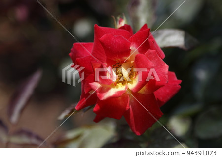 Arao City Ominous Citizen Flower Bed Rose Flower, Arao City Ominous Citizen Flower Bed Rose Flower, 94391073