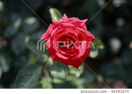 Arao City Ominous Citizen Flower Bed Rose Flower, 94391074