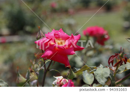 荒尾市少女公民花壇玫瑰花， 94391083