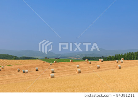 Hokkaido_Biei landscape with barley grass rolls 94391211