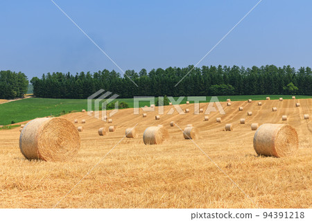 Hokkaido_Biei landscape with barley grass rolls Hokkaido_Biei landscape with barley grass rolls 94391218