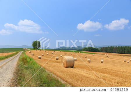 北海道_美瑛景觀與大麥草卷 94391219