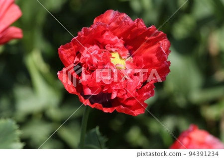 Large bright red poppy flower 94391234