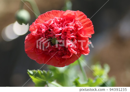 大鮮紅罌粟花 大鮮紅罌粟花 94391235