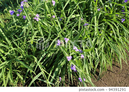 紫花,弗吉尼亞蜘蛛草,在雨季開花 紫花,弗吉尼亞蜘蛛草,在雨季開花 94391291