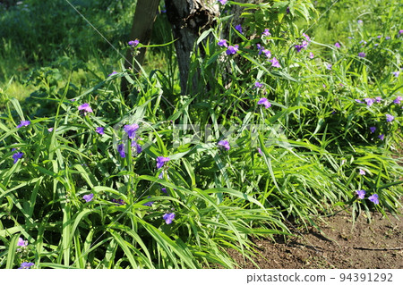 Purple flower, Virginia spiderwort, which bloomed during the rainy season 94391292