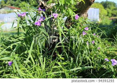 Purple flower, Virginia spiderwort, which bloomed during the rainy season 94391293