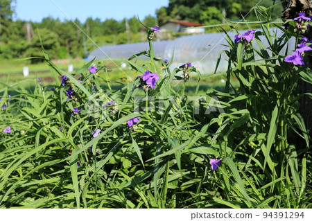 紫花，弗吉尼亞蜘蛛草，在雨季開花 94391294