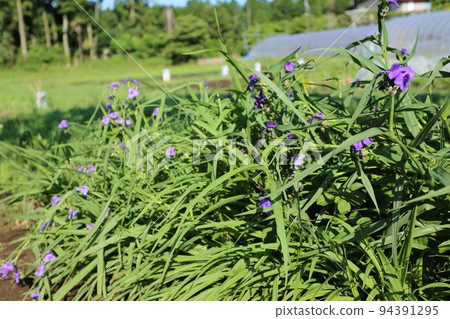 紫花,弗吉尼亞蜘蛛草,在雨季開花 紫花,弗吉尼亞蜘蛛草,在雨季開花 94391295