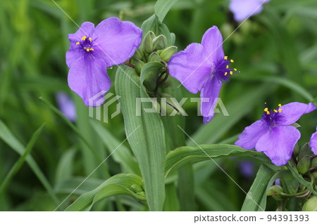 Purple flower, Virginia spiderwort, which bloomed during the rainy season 94391393
