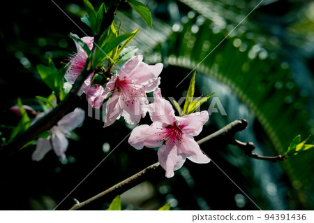 Hanamomo Hanamomo 94391436