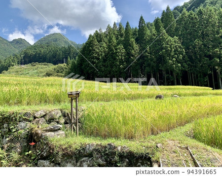 Rice terraces in early autumn [Yotsuya Senmaida / Shinshiro City, Aichi Prefecture] 94391665