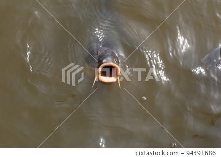 A carp with a big mouth open in a park pond, begging for food 94391686