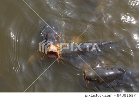 公園池塘里張開大嘴的鯉魚，乞食 94391687
