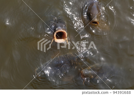 公園池塘里張開大嘴的鯉魚，乞食 94391688