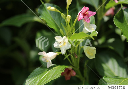 Colorfully colored sycamore Colorfully colored sycamore 94391728