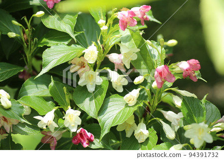 Colorfully colored sycamore Colorfully colored sycamore 94391732