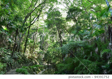 世田谷區, Todoroki Ravine 世田谷區, Todoroki Ravine 94391752