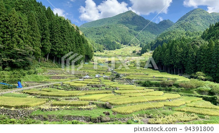 Terraced rice fields where harvesting (rice harvesting and drying) has begun [Yotsuya Senmaida / Shinshiro City, Aichi Prefecture] 94391800