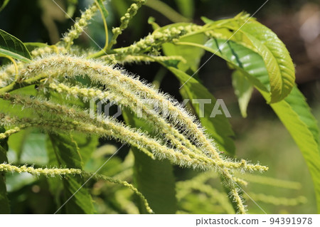 初夏盛開的栗花 初夏盛開的栗花 94391978