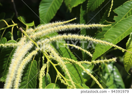 初夏盛開的栗花 初夏盛開的栗花 94391979