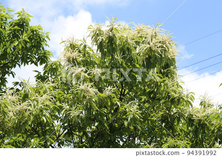 Chestnut flowers that bloom in early summer Chestnut flowers that bloom in early summer 94391992