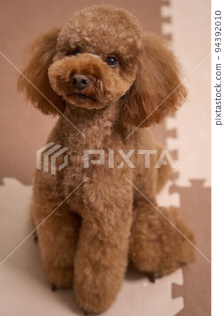 Toy poodle that became cute by trimming Toy poodle that became cute by trimming 94392010