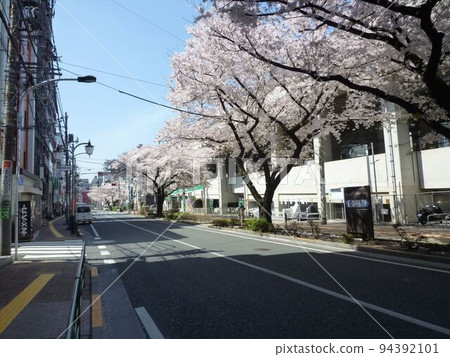 Cherry blossoms on Senkawa Street (Nerima Ward, Tokyo) 94392101