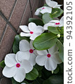 White flowers 94392105
