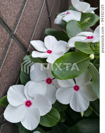 White flowers White flowers 94392105