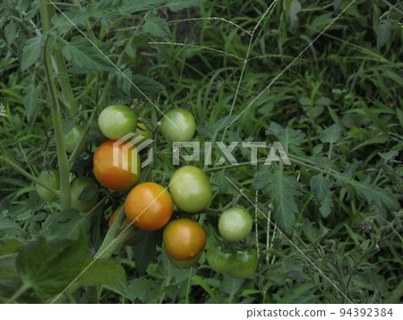 Mini Tomato Mini Tomato 94392384