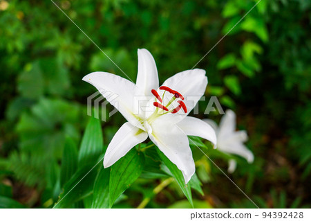 盛開的野百合花庭園(宮崎縣立平和台公園) 盛開的野百合花庭園(宮崎縣立平和台公園) 94392428
