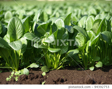 [Komatsuna] 從種植到正確收穫時間的田地 94392753