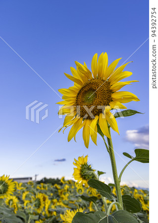 向日葵一起綻放 94392754