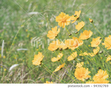 在領域的黃色波斯菊 94392769