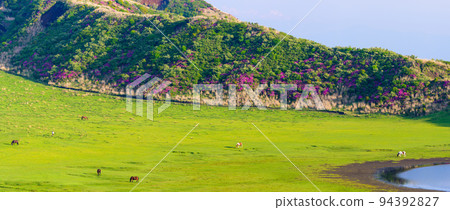 ``Aso Kusasenrigahama'' waterside and horse riding scenery in the season when Miyama Kirishima blooms 94392827