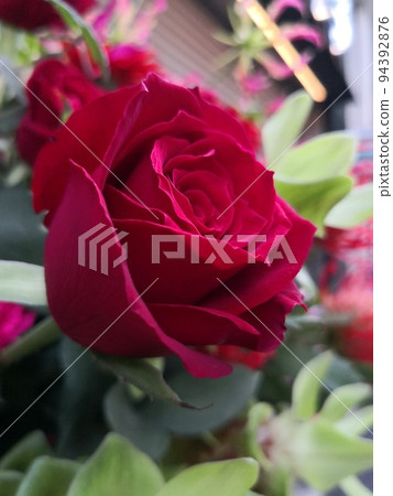 Rose Rose 94392876