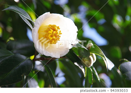 白色山茶花 白色山茶花 94393033