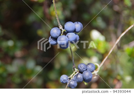 Fruit of Aotutsurafuji 94393044