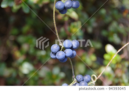 Fruit of Aotutsurafuji 94393045