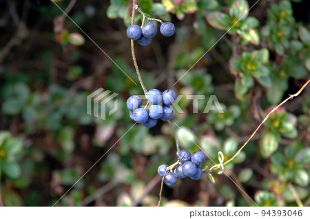 grape-like fruit 94393046