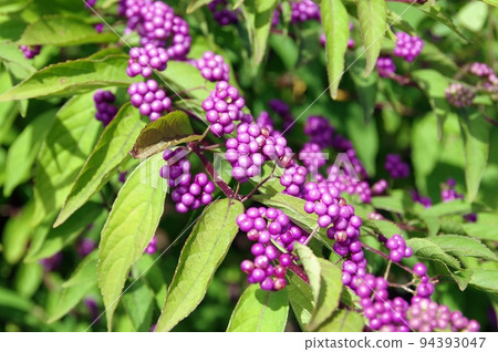 Murasaki Shikibu 94393047