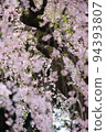 Weeping cherry blossoms in full bloom in spring 94393807