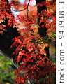 Shining autumn maple 94393813