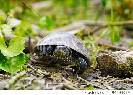 European pond turtle Emys orbicularis. Close up 94394039