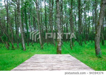 Boardwalk through a pine forest, Kokusai Kaihin Entrance Plaza (Miyazaki City, Miyazaki Prefecture) Boardwalk through a pine forest, Kokusai Kaihin Entrance Plaza (Miyazaki City, Miyazaki Prefecture) 94394374